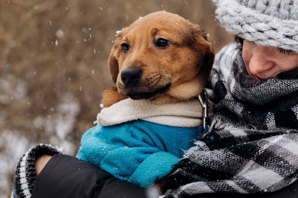 stylish hipster woman playing with cute puppy in snowy cold winter park and caress. moments of true happiness. adoption concept. save animals