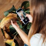 Top view woman taking picture on phone of dried, sunburn leaf of potted plant Calathea. Houseplants diseases. Disorders Identification and Treatment search. Home gardening mobile app. Selective focus.