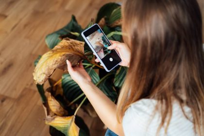 Top view woman taking picture on phone of dried, sunburn leaf of potted plant Calathea. Houseplants diseases. Disorders Identification and Treatment search. Home gardening mobile app. Selective focus.