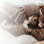 Little cute kittens sleep in an embrace covered with a blanket. Light effect. Sweet cats hug each other. I love and protect pets. Animal protection and care. High quality photo