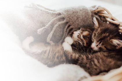 Little cute kittens sleep in an embrace covered with a blanket. Light effect. Sweet cats hug each other. I love and protect pets. Animal protection and care. High quality photo